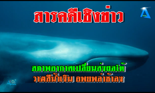 สารคดีเชิงข่าว ผู้เชี่ยวชาญทางทะเลชี้ สภาพอากาศเปลี่ยนส่งผลให้ วาฬสีน้ำเงิน อพยพล่าช้าลง