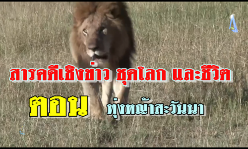 สารคดีเชิงข่าว ชุดโลก และชีวิต ตอน ทุ่งหญ้าสะวันนา